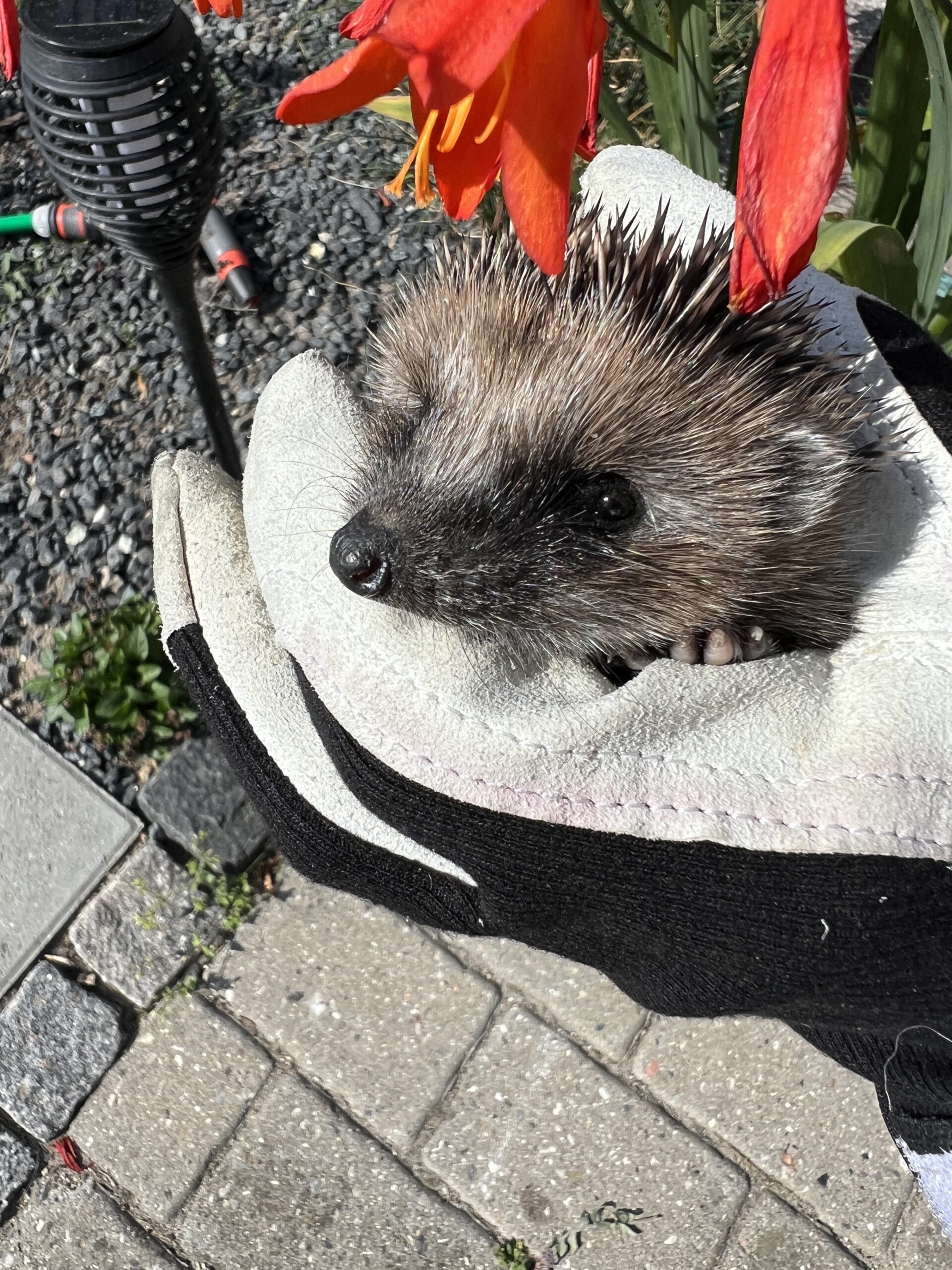 Sofie er kommet hjem til sin hood sammen med sine søskene Sigge og Sune