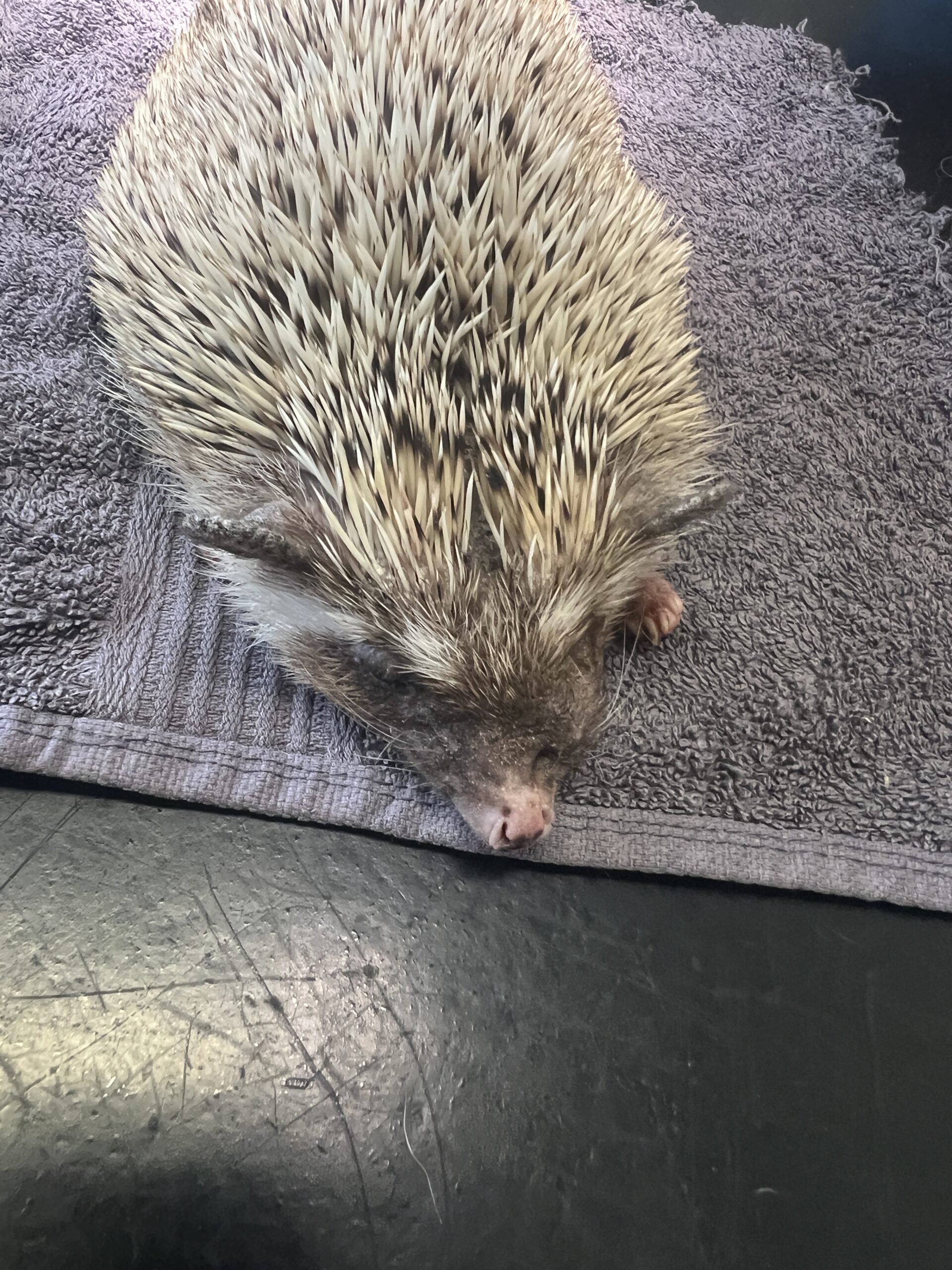 Vores APH Rescue Irma er kommet hjem over regnbuen hun havde en aggersiv mund Cancer . Løb frit lille pige og tak for denne gang