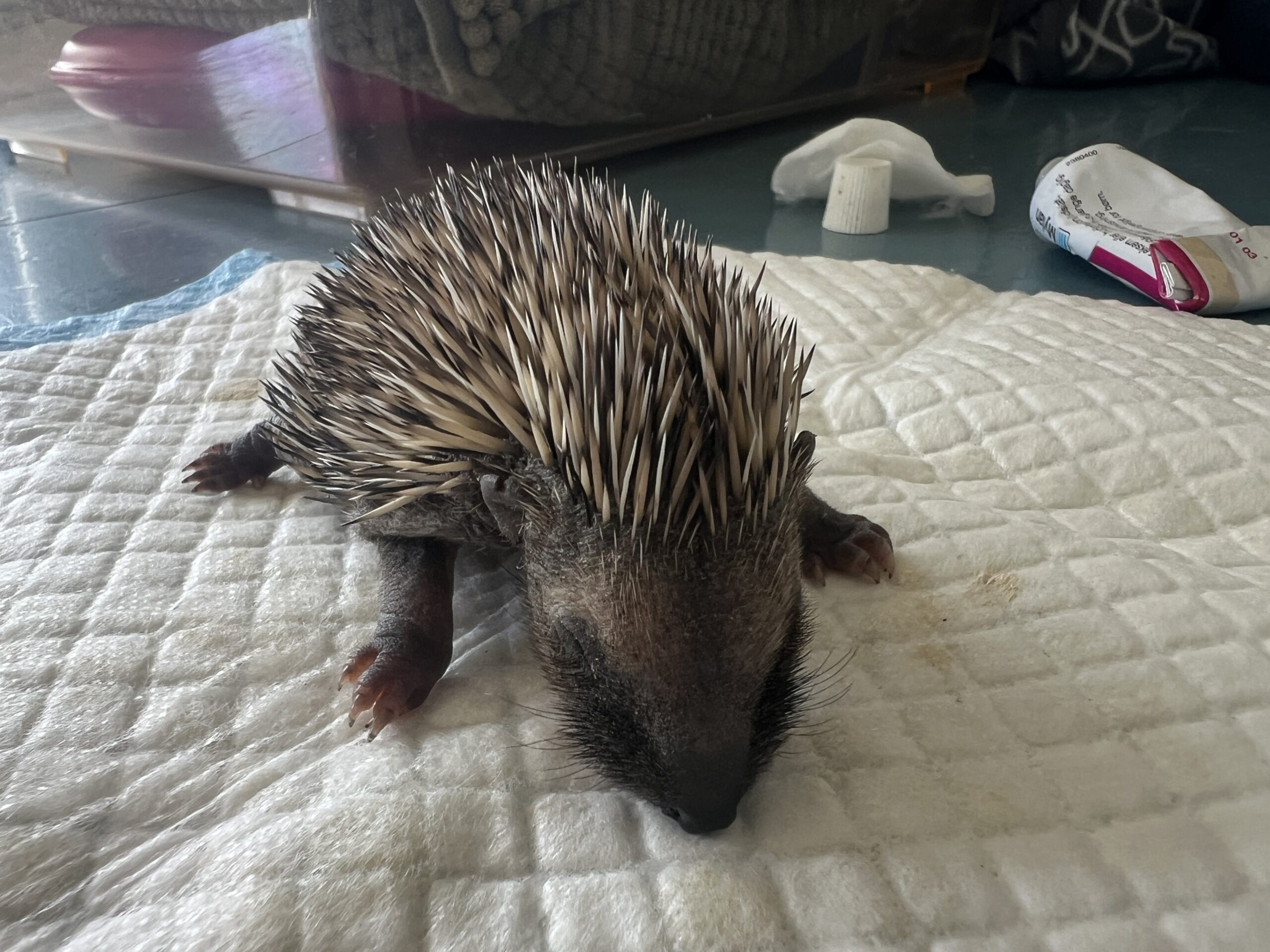 Odin